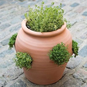 Terracotta herb pot/strawberry pot