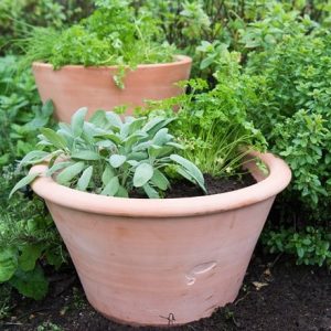 Terracotta rimmed grow pot