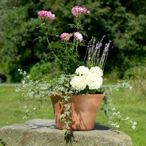 Terracotta rimmed pot medium