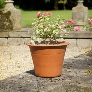 Terracotta rimmed pot small