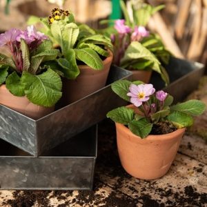 Terracotta seedling pots - set of 3