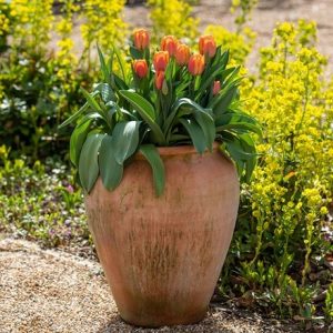 Terracotta tulip pot