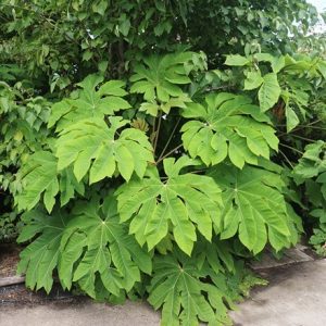 Tetrapanax papyrifer Rex