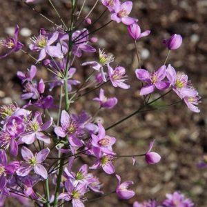 Thalictrum Fairy Wings