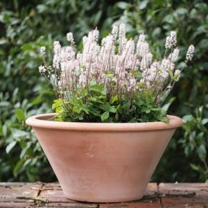 Tiarella and lucca pot combination