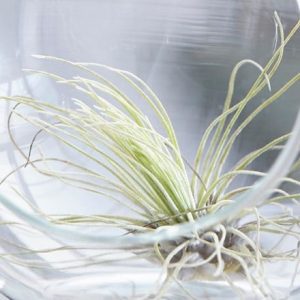 Tillandsia argentea