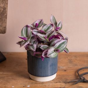 Tradescantia fluminensis Nanouk (PBR)