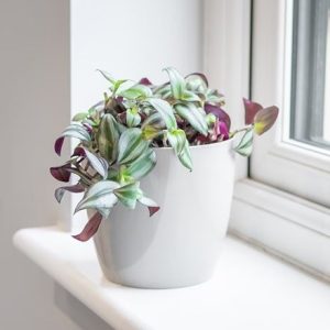 Tradescantia zebrina