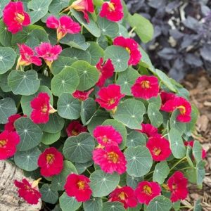 Tropaeolum Baby Rose