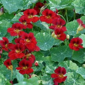 Tropaeolum majus Red Troika