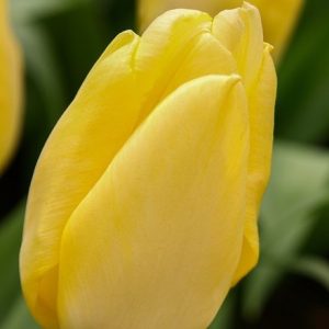 Tulipa Sunny Prince (PBR)