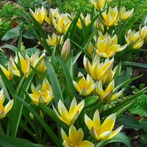 Tulipa tarda