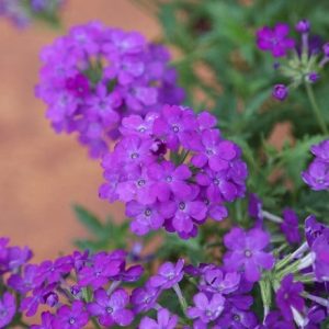 Verbena Enchantment Purple (Enchantment Series)