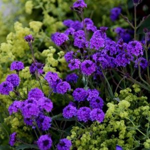 Verbena rigida