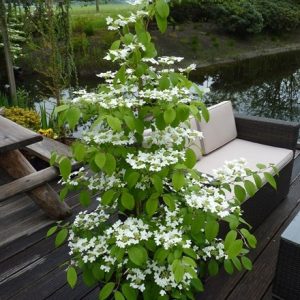 Viburnum plicatum f. tomentosum Kilimanjaro ('Jww1') (PBR)