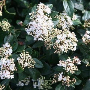 Viburnum tinus French White