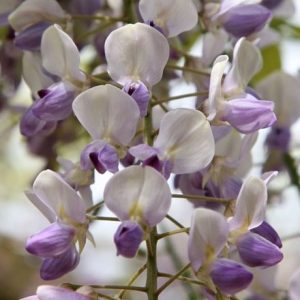 Wisteria floribunda Harlequin