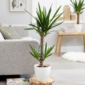 Yucca elephantipes and pot cover