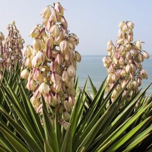 Yucca filamentosa