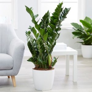 Zamioculcas zamiifolia and pot cover