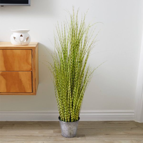 Zebra Grass Potted Plant