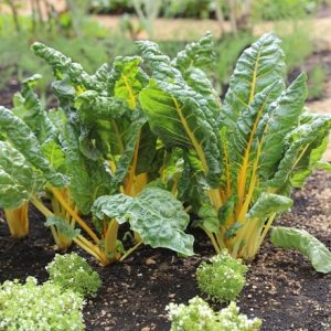 chard Bright Yellow