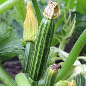 courgette Striato d'Italia