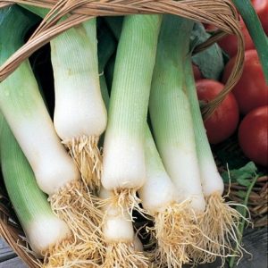 leek Lyon