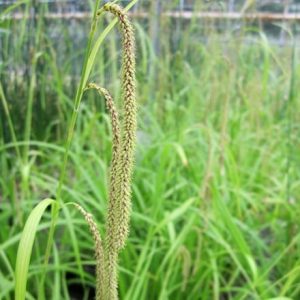 Carex pendula