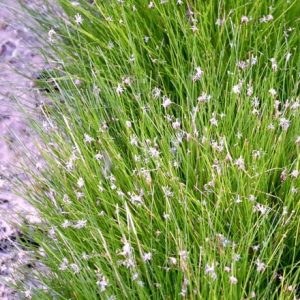 Eleocharis acicularis