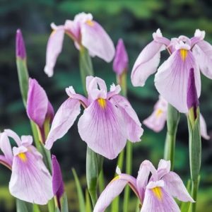 Iris ensata Rose Queen