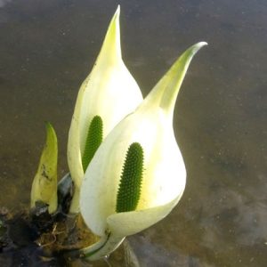 Lysichiton camtschatcensis