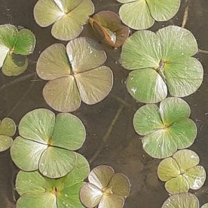 Marsilea quadrifolia