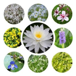 Miniature pond collection with a water lily