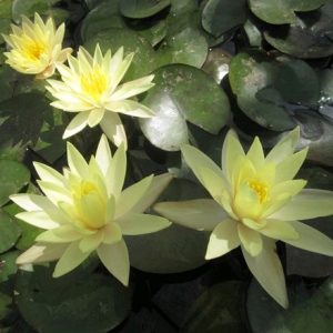 Nymphaea Odorata Sulphurea