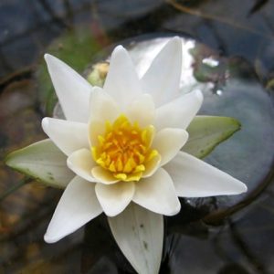 Nymphaea Pygmaea Alba