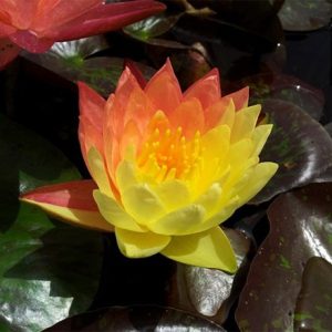 Nymphaea Wanvisa