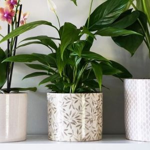 Printed foliage plant pot - sage