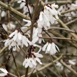 Abeliophyllum distichum