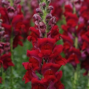 Antirrhinum majus Potomac Red