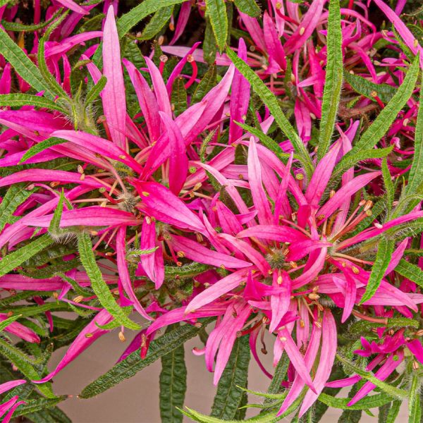 Azalea Starstyle Pink (19Cm Pot)