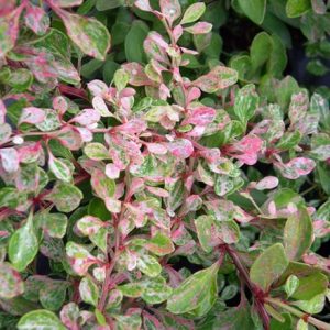 Berberis thunbergii Starburst ('Yanbur') (PBR)