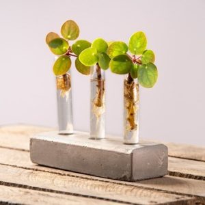 Cutting propagation tube set