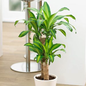 Dragon Tree - Dracaena Fragrans 'Yellow Coast'