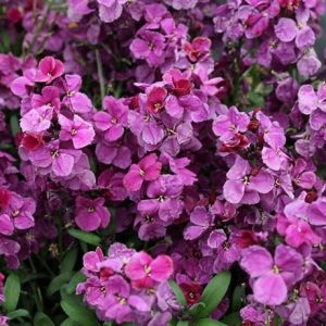 Erysimum Sugar Rush Purple Bicolour (Sugar Rush Series)