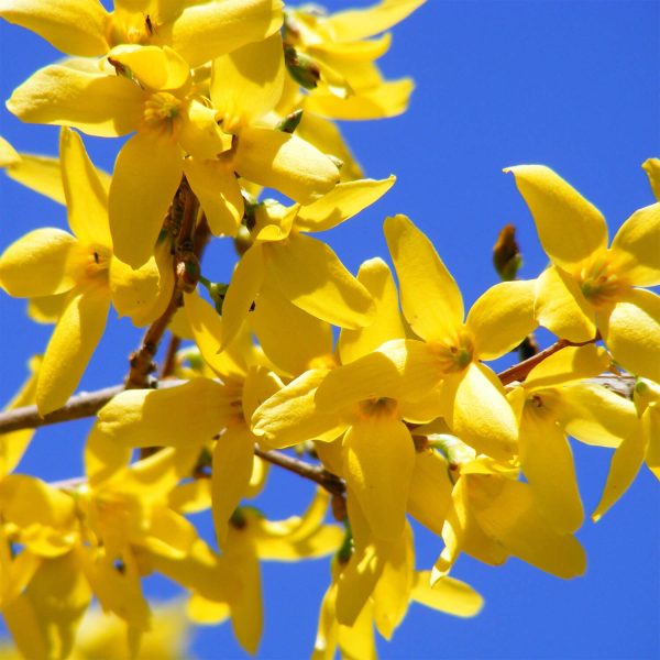 Forsythia Intermedia 'Minigold' (3L Pot)