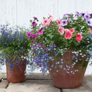 Hanging basket bedding plant collection