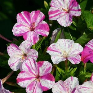 Mirabilis jalapa Marbles White-Red