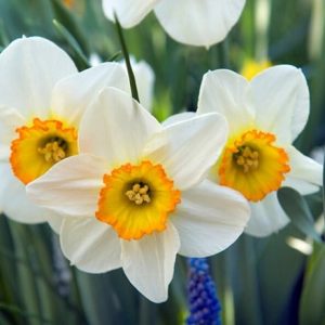 Narcissus Flower Record