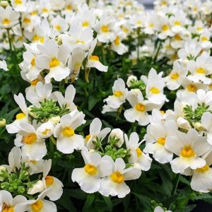 Nemesia Honey White (Honey Series)